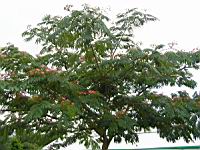 Arbre a soie, Albizia julibrissin (fam Legumineuses) (de l'Iran a la Chine) (Photo F. Mrugala) (1)